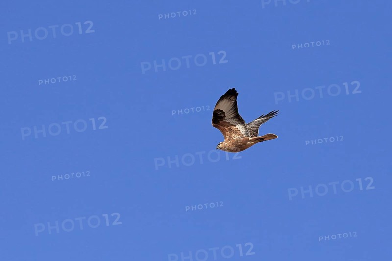 Long-legged Buzzard