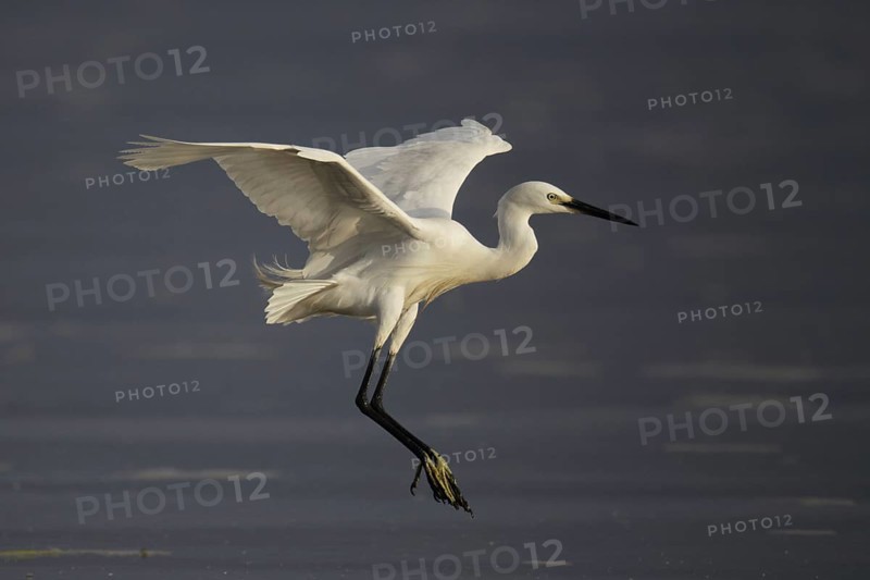Little egret
