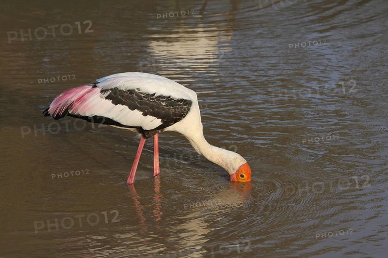 Painted stork feeding