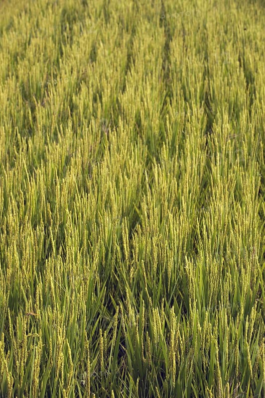 Asian rice