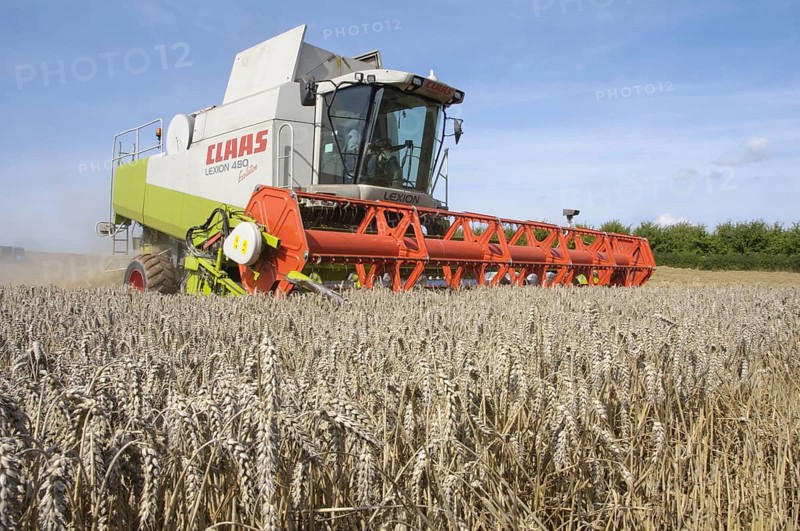 Wheat