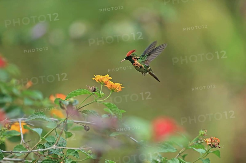 Tufted Coquette