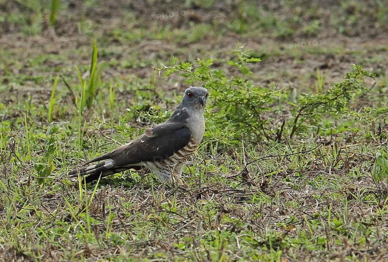 African cuckoo goshawk