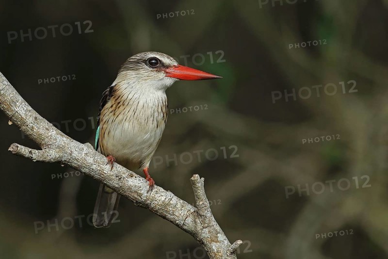 Striated Kingfisher