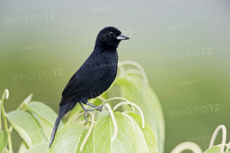 White-lined Tanager