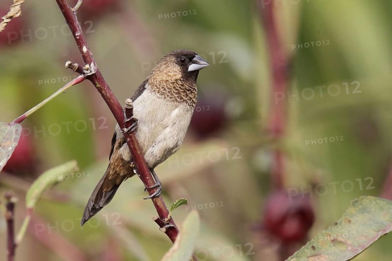 White-rumped munia