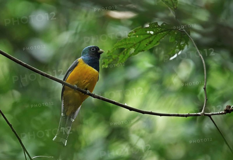 Black-throated Trogon