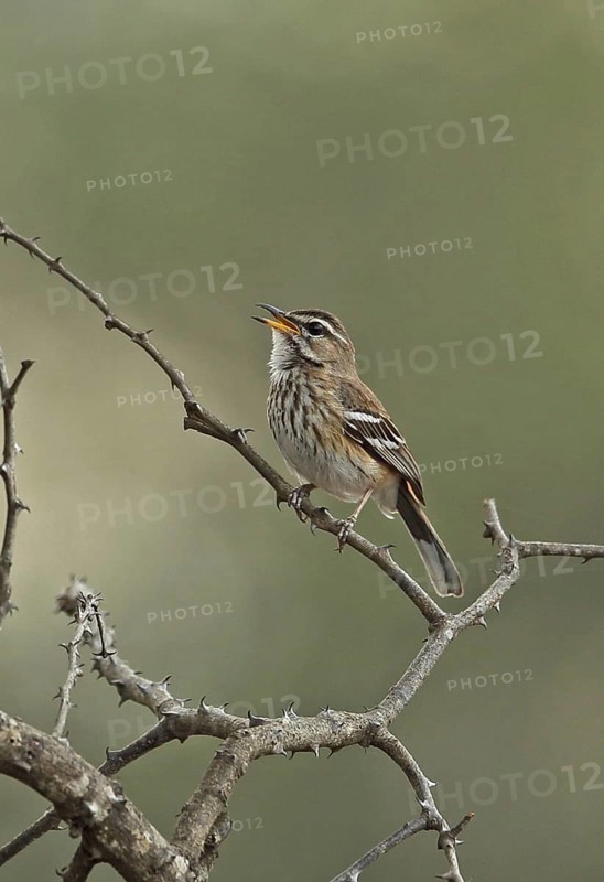 White-browed Scrub-robin