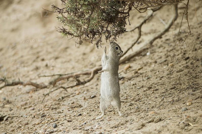 Southern mountain cavy