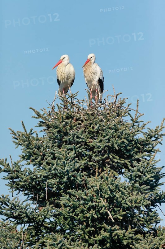 Weissstorchen Paar steht waehrend der Paarungszeit in ihrem Nest inmitten der Baumkrone einer grossen Fichte