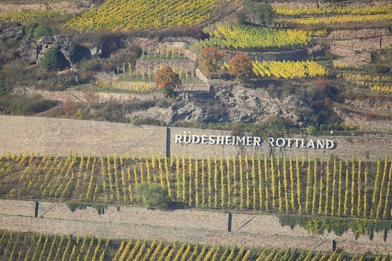 Vineyards and with vines at the Ruedesheimer Rottland in autumn in Ruedesheim