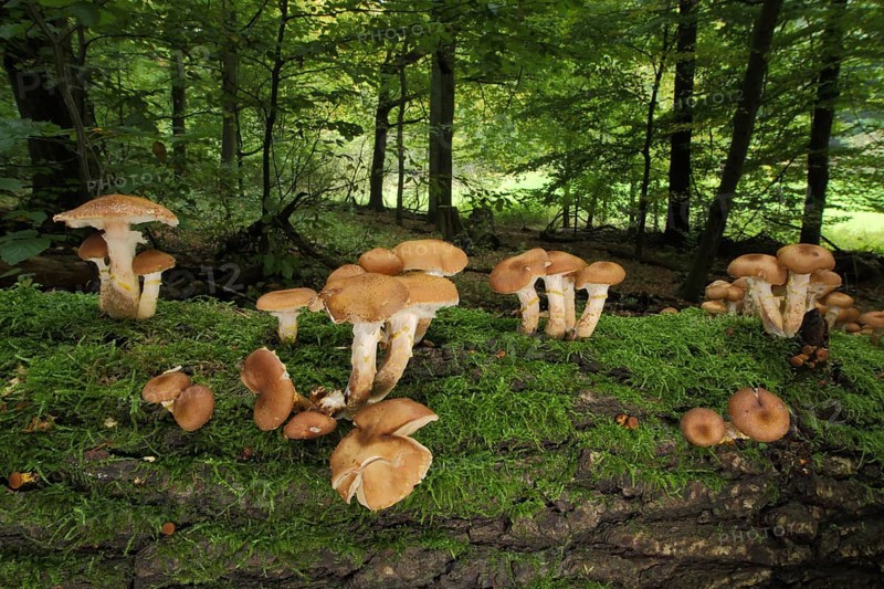 Group of honey fungus
