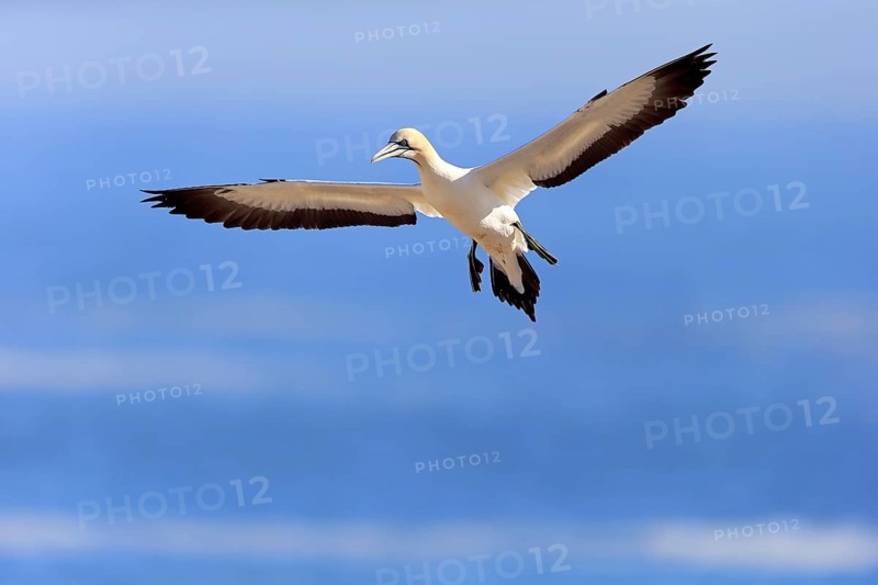 Cape Gannet