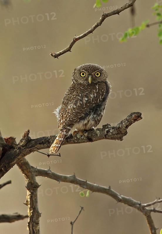 Pearl-spotted Owlet