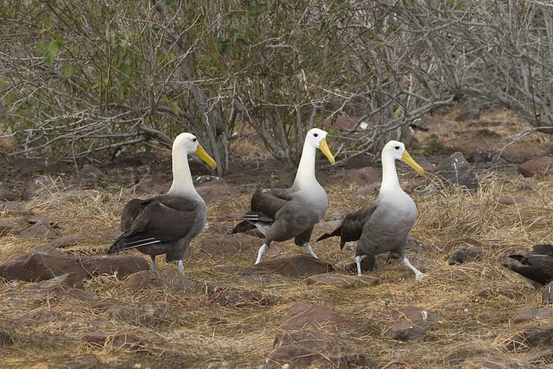 Waved Albatross