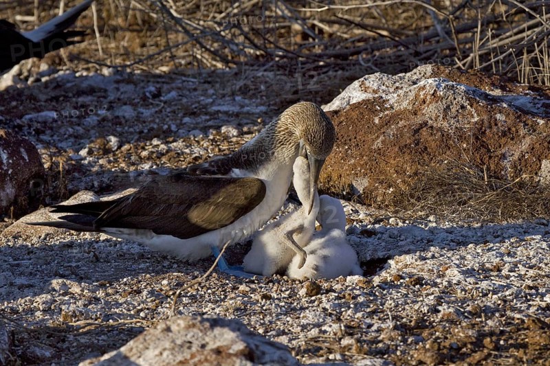 Young blue-footed booby