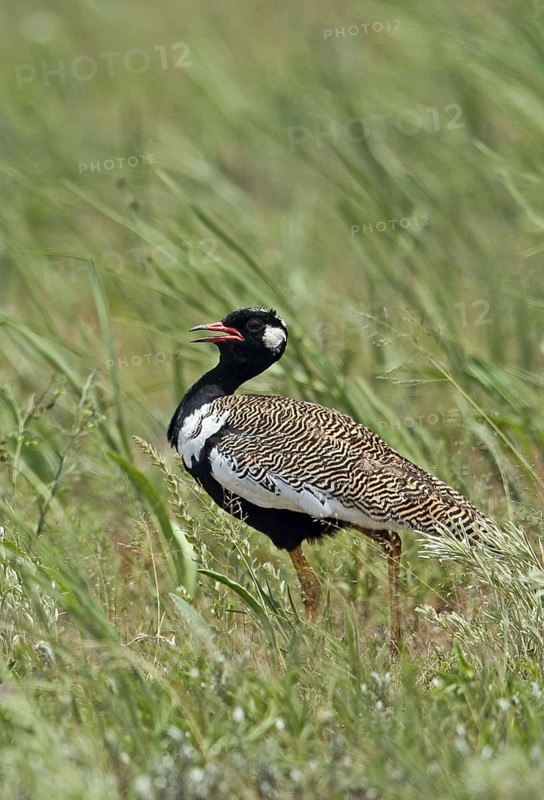 Northern Black Korhaan