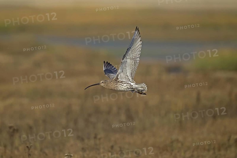 Eurasian curlew