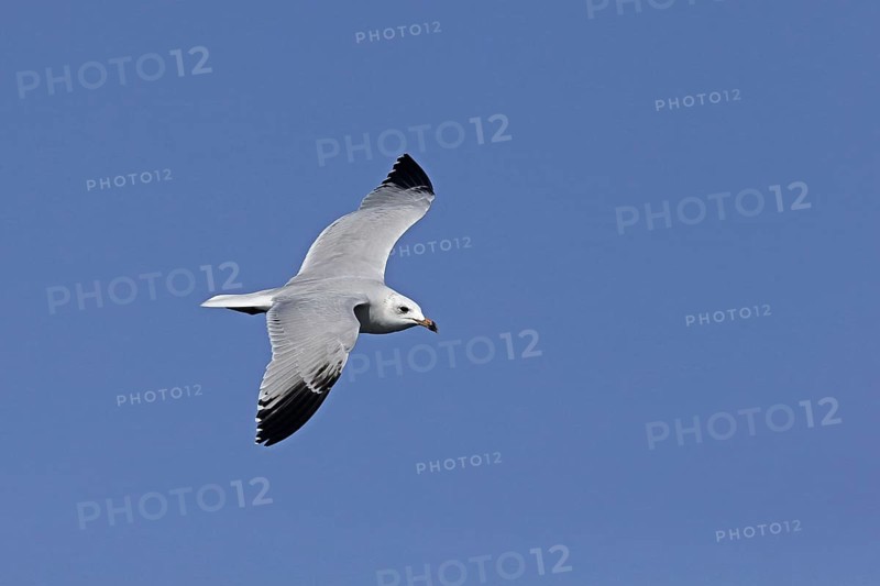 Audouin's audouin's gull