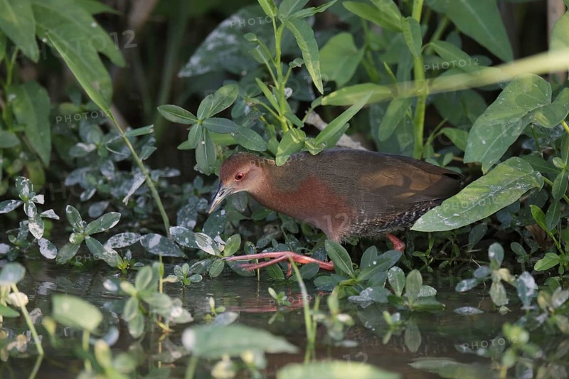 Adult Red-breasted Crake