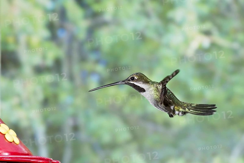Long-billed Starthroat