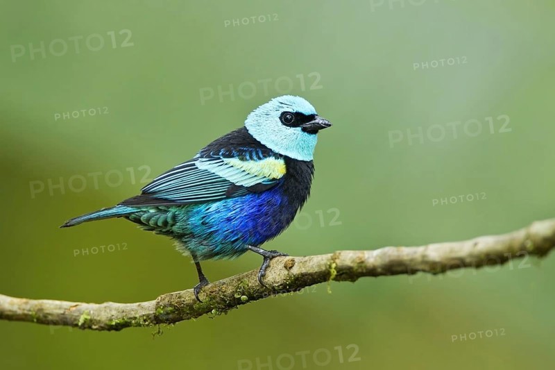 Blue-necked Tanager