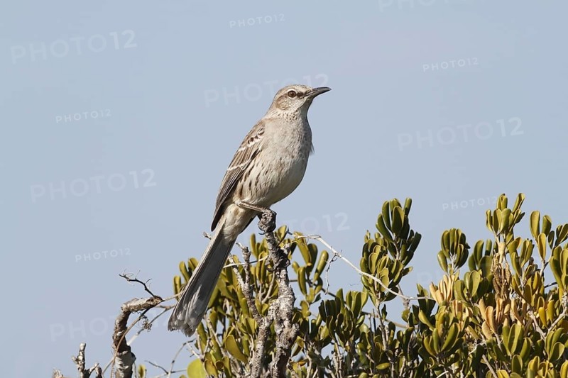 Bahama Mockingbird