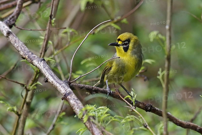 Bonin White-eye