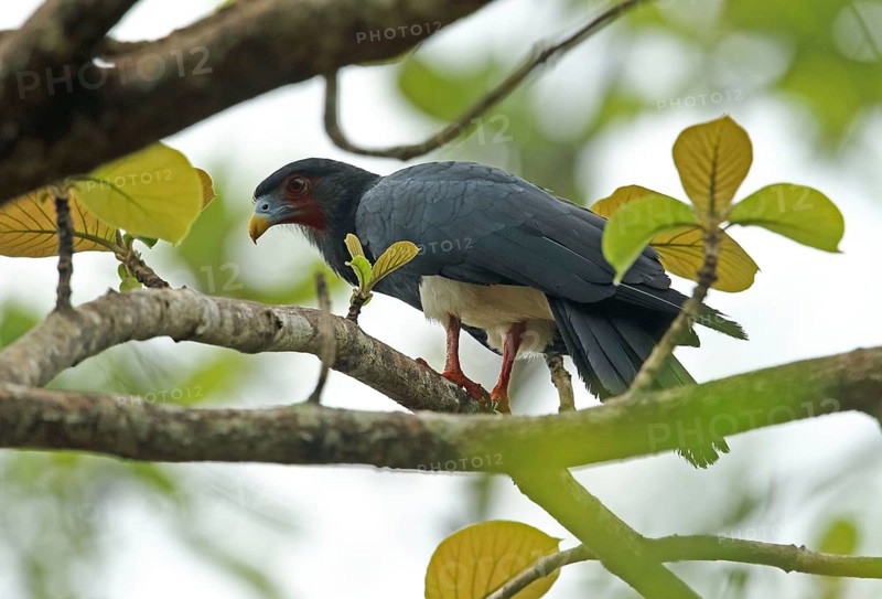 Red-throated caracara