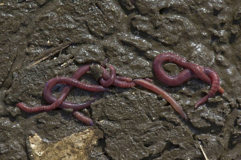 Eisenia fetida