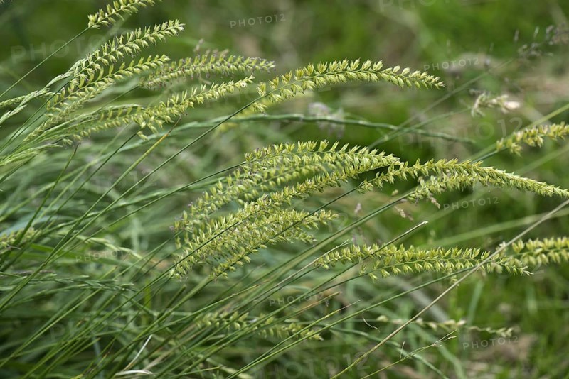 Crested dog's-tail