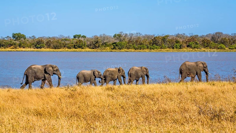 Elephants on their way to the bath