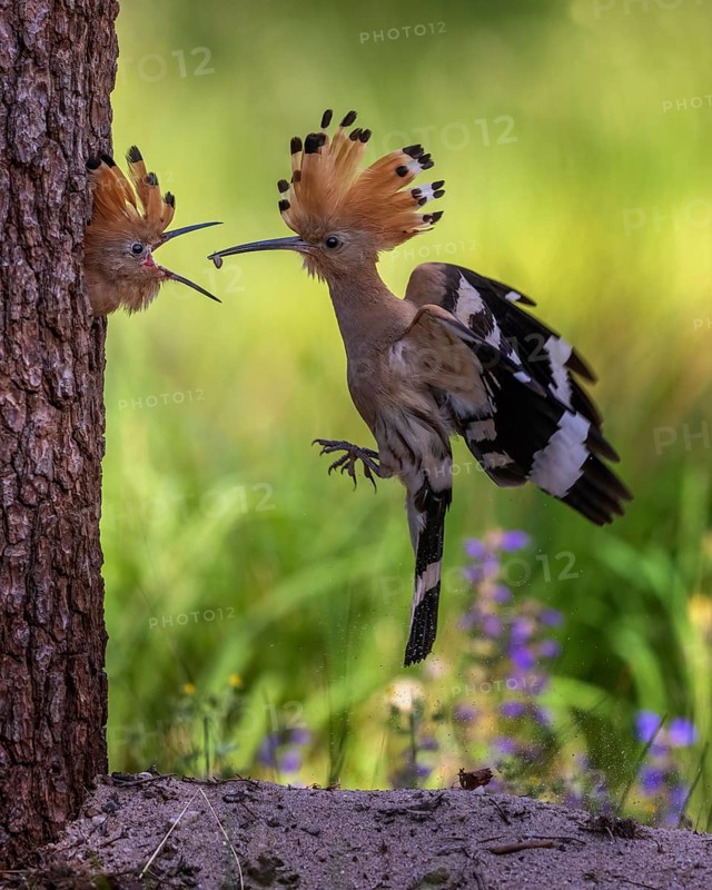Hoopoe