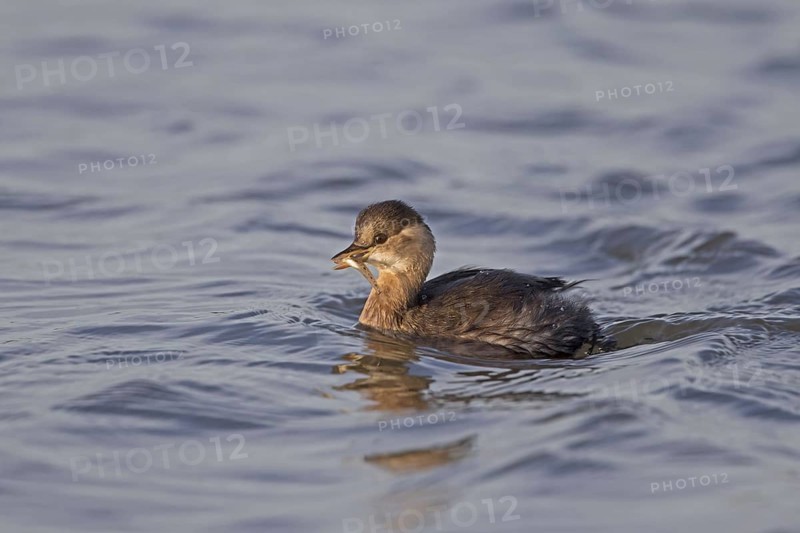 Little grebe