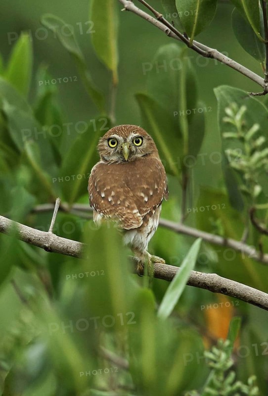 Adult Ferruginous Pygmy Owl