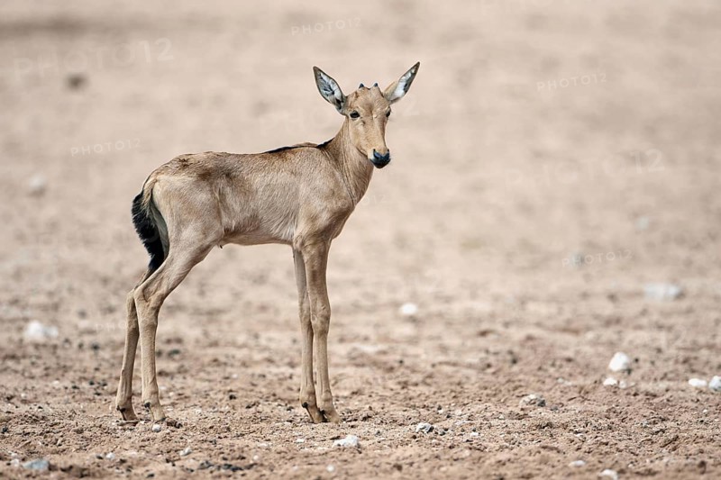 Red Hartebeest