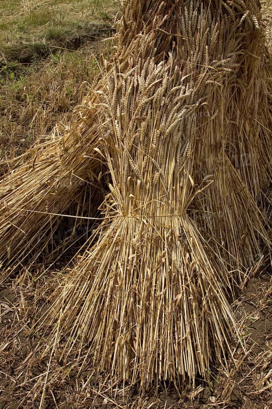Best quality thatch is grown from older wheat varieties that produce tall