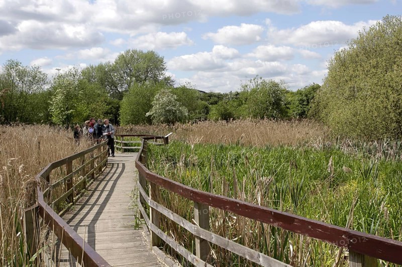 Birdwatcher on a boardwalk through reeds in flooded former gravel pit