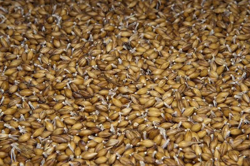 Barley