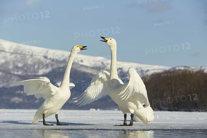 Whooper swan
