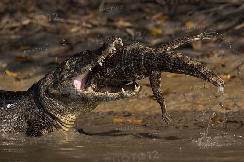 Spectacled Caiman