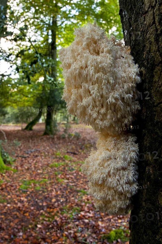 Fruiting body of the rare coral tooth