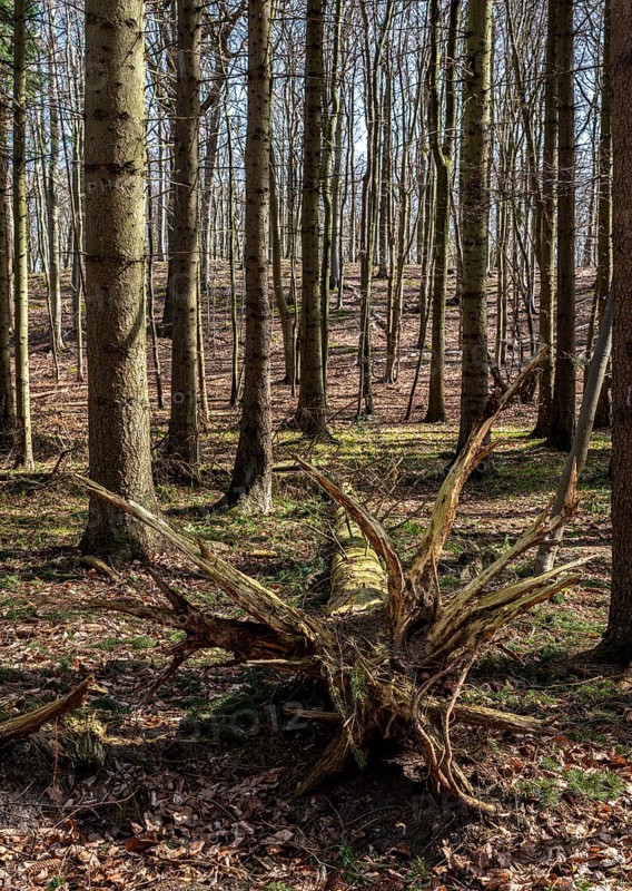 Entwurzelte Baeume in Wald und Flur