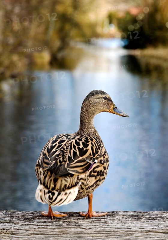 Stockente