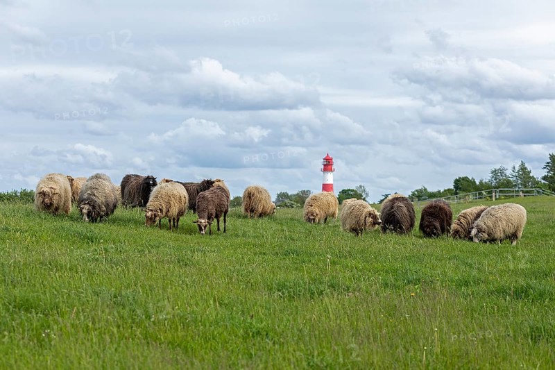 Norwegian sheep on the dike