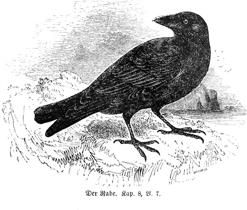Raven