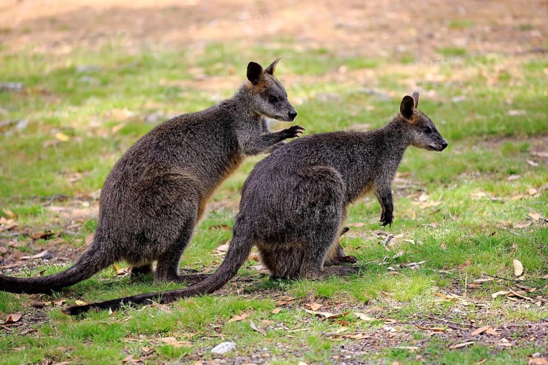 Swamp wallaby
