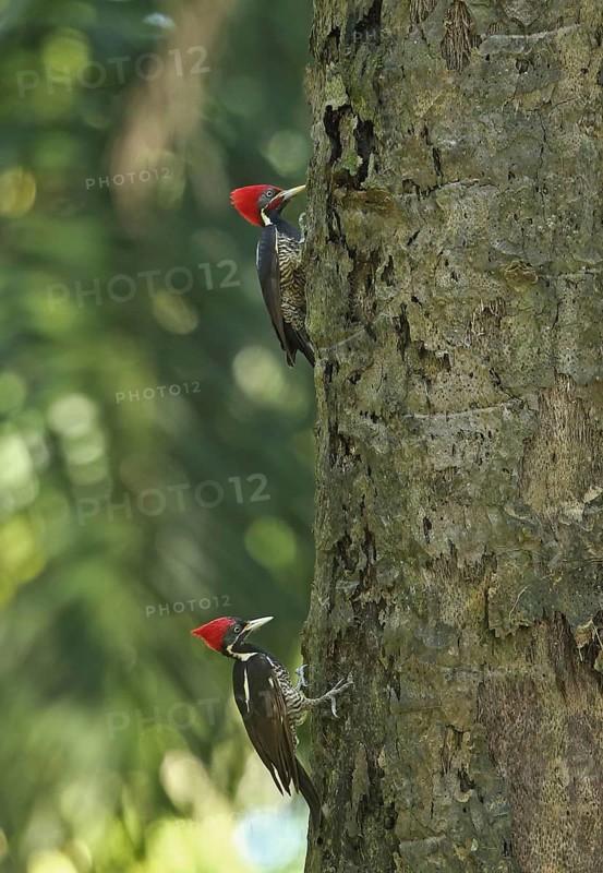 Lanceolated Woodpecker