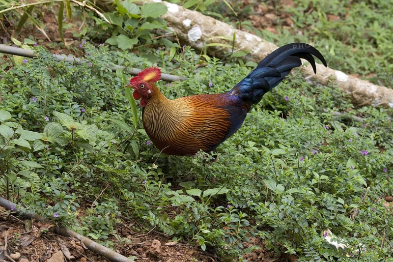 Gallus lafayettii