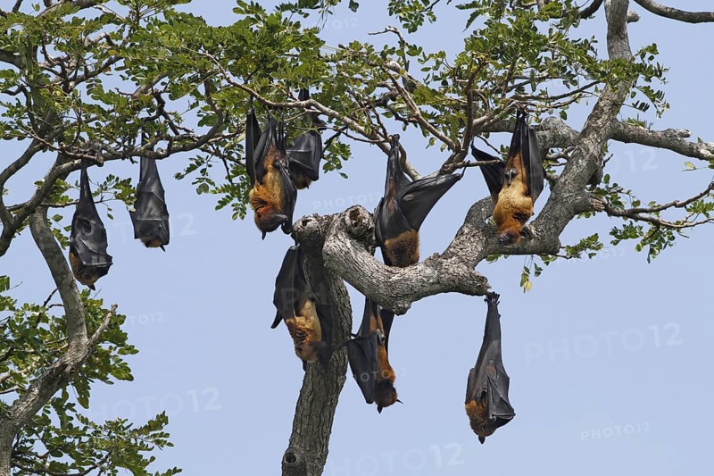 Indian flying fox
